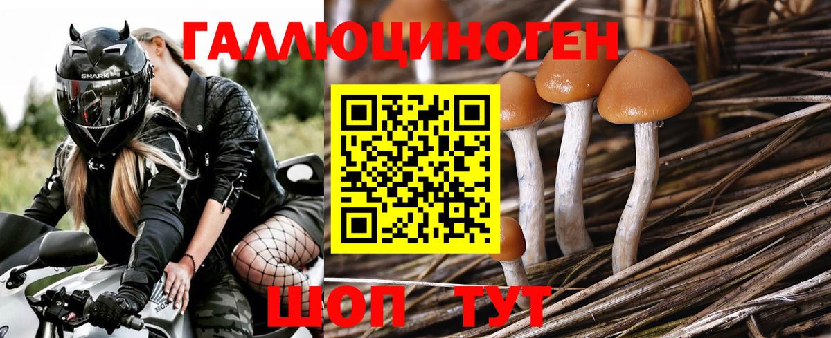 Саяногорск  Галлюциногенные грибы Psilocybine cubensis  Галлюциногенные грибы мухоморы  Вход с VPN 